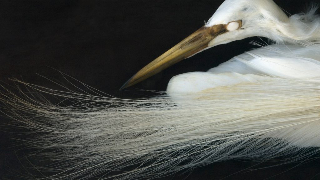 An Art that nature makesThe work of Rosamond Purcell