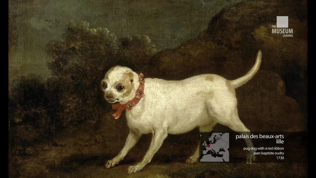 Dogs Exhibition