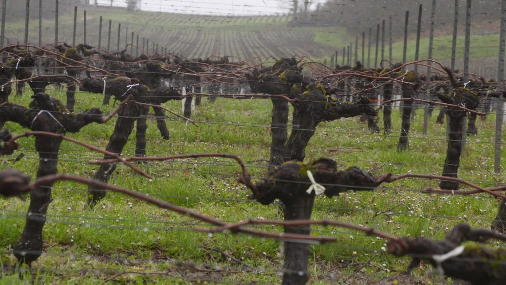 Les vignes