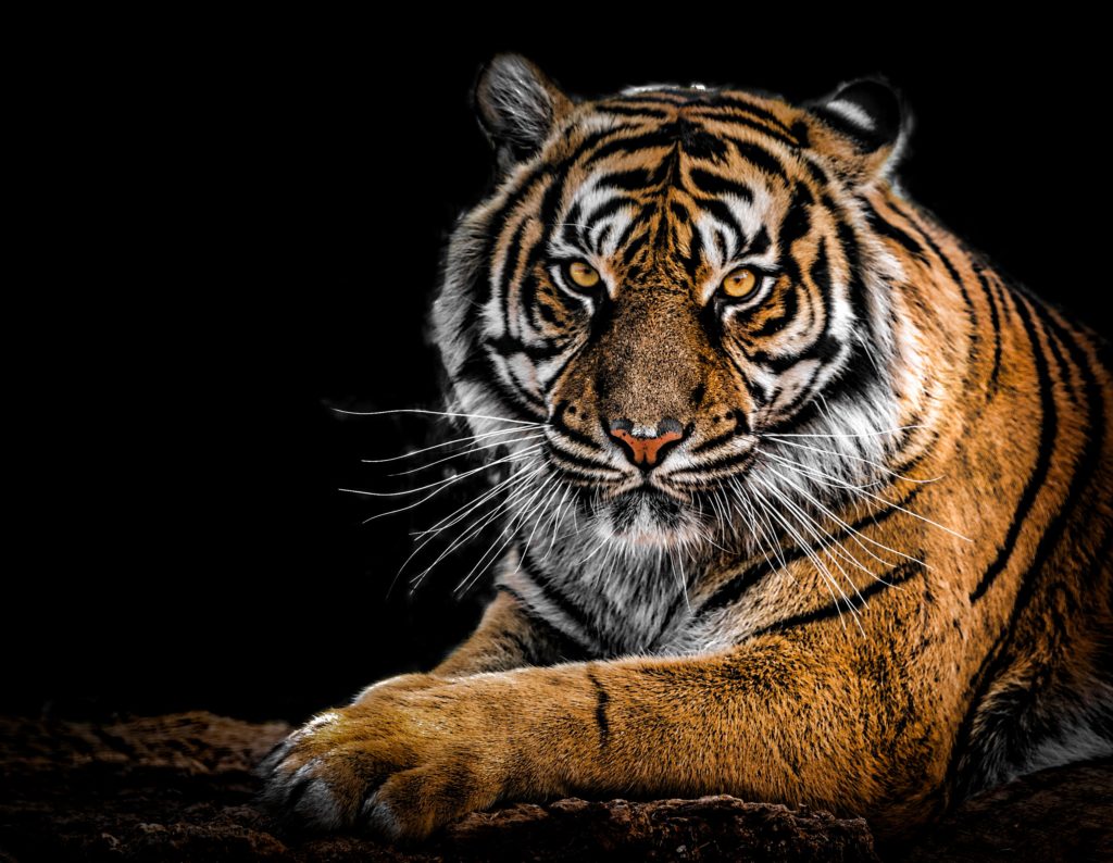 Exposition photo : Regards Fascinants