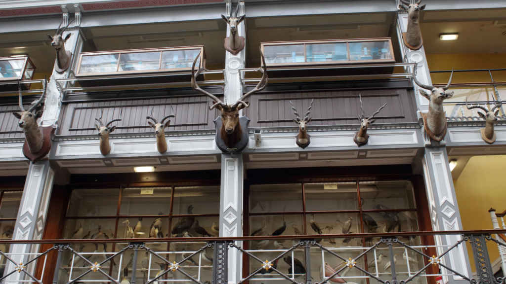 Musée national d'Irlande  et d'Histoire naturelle de Dublin - Irlande