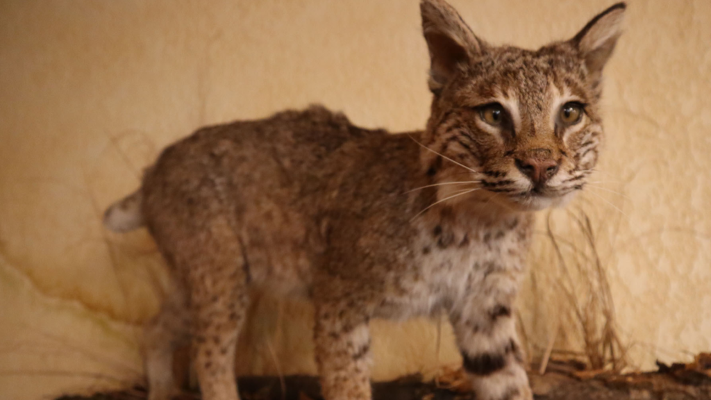 taxidermie
Félin naturalisé 