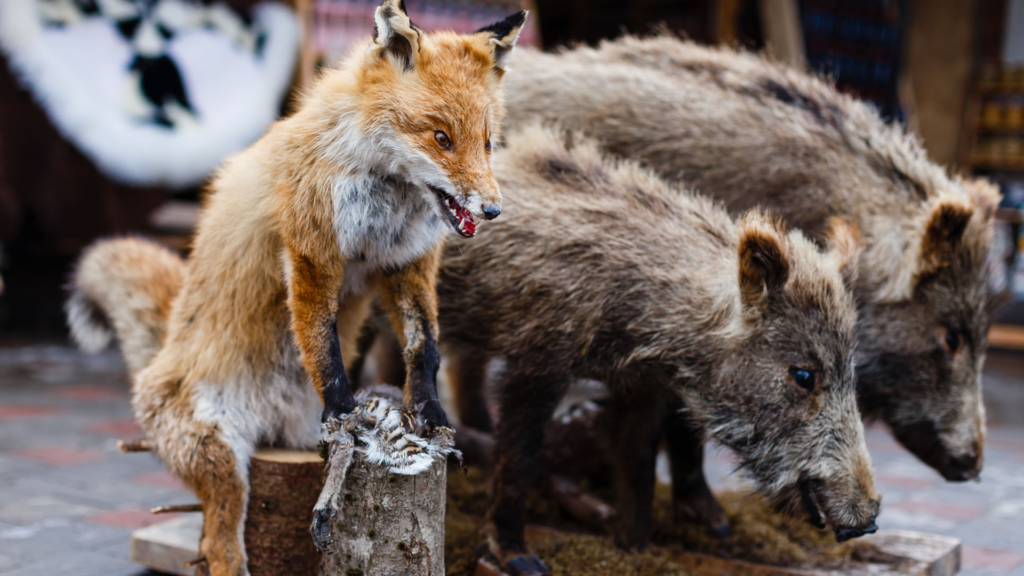 Qu'est-ce que la taxidermie ?