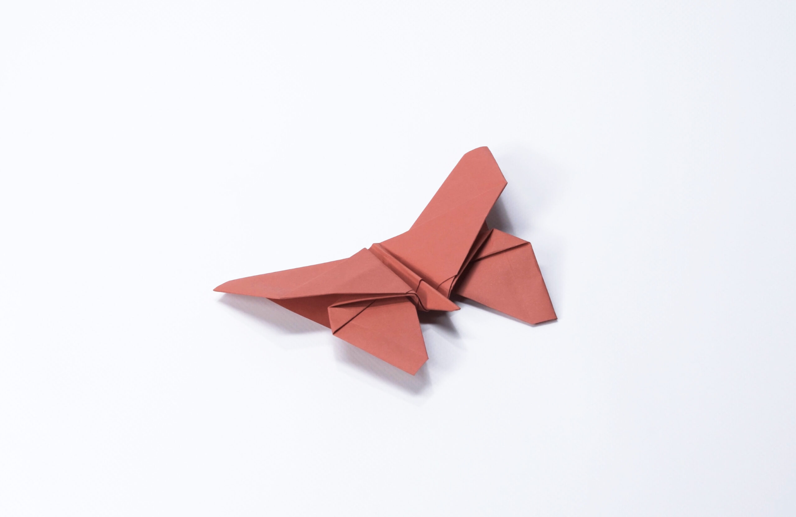 Le Papillon