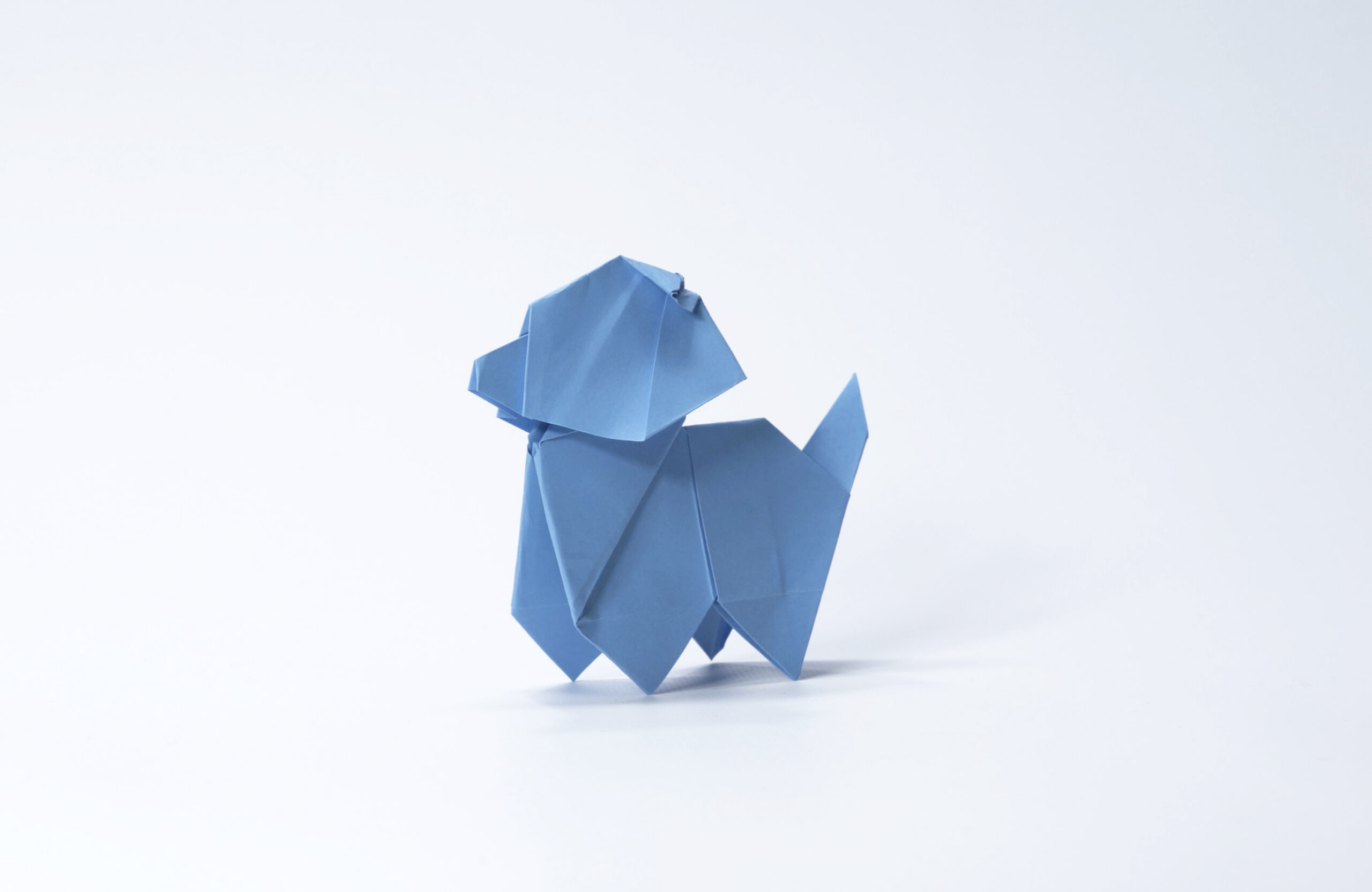 The Small dog