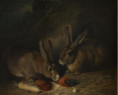 Deux grands lapins mangeant des carottes
