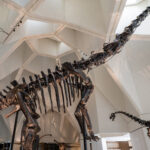 Abu Dhabi's Natural History Museum: Reframing the Story of Life Through an Arabian Lens