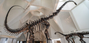 Le Musée d’Histoire naturelle d’Abu Dhabi : Le récit du vivant à travers un prisme arabe