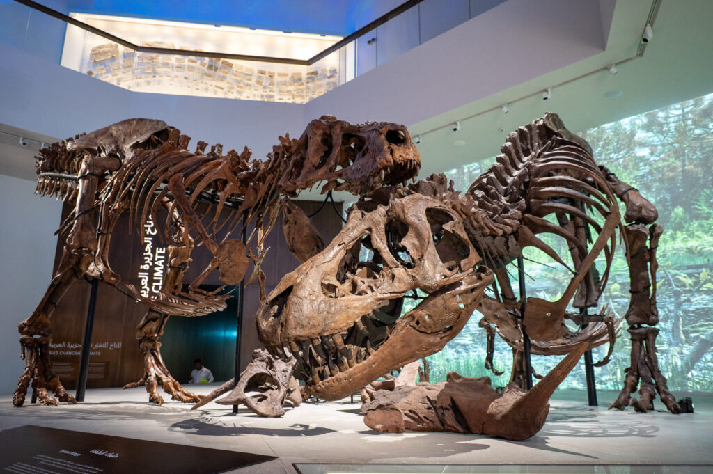 Two T. rex skeletons. 