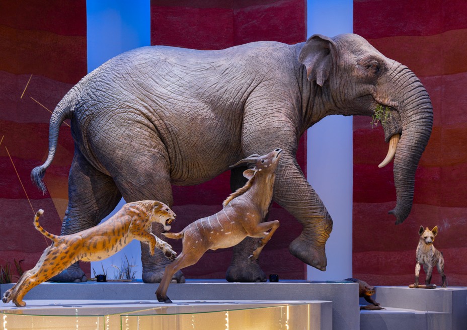 Stegotetrabelodon emiratus and other ancient wild animals. 