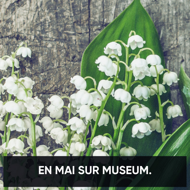 En mai, Museum fait ce qu'il lui plaît !